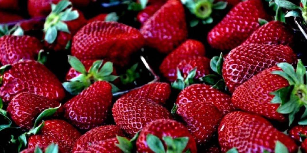 Reçellerin gözdesi sason çileğinin hasadı gecikti: Hangi hastalıklara iyi geliyor, faydaları neler? 3